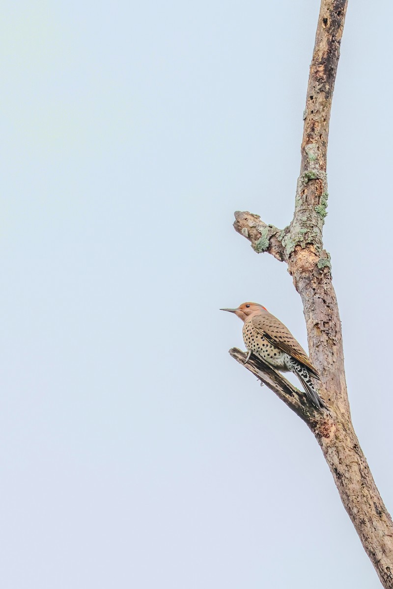 Northern Flicker (Yellow-shafted) - ML646529841