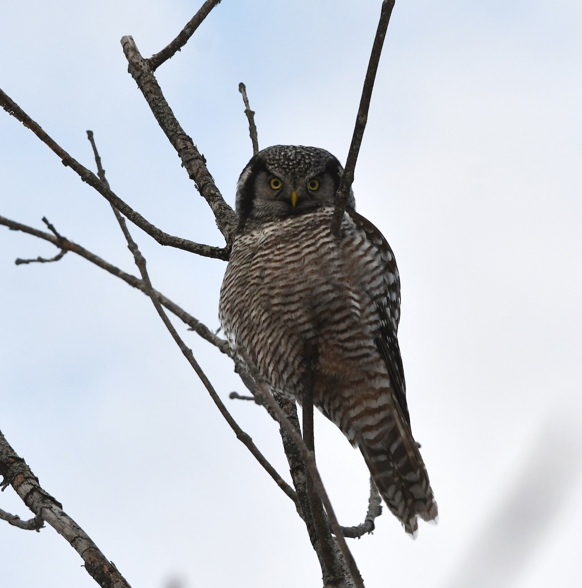 Northern Hawk Owl - ML646529844