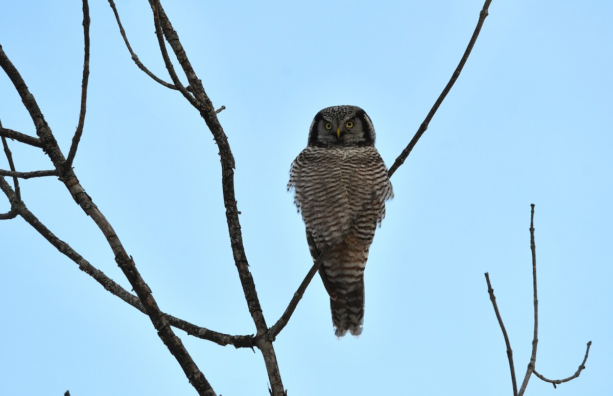 Northern Hawk Owl - ML646529852