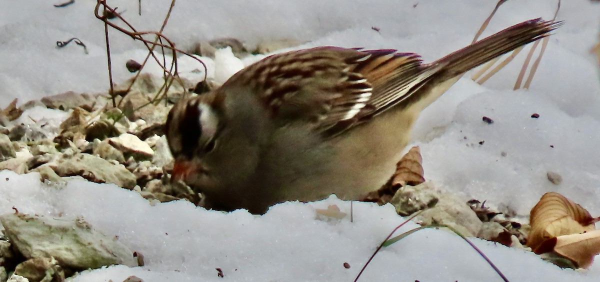 White-crowned Sparrow - ML646529853