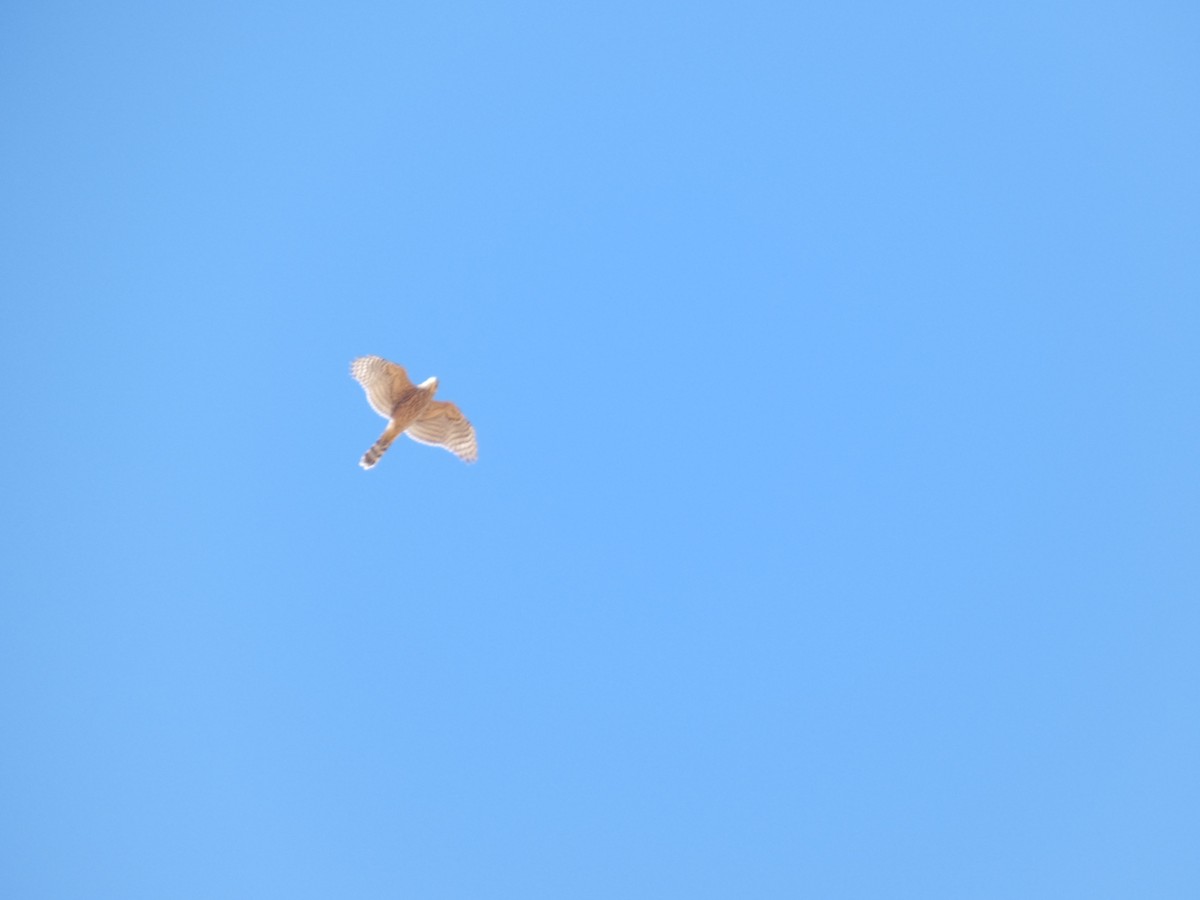 Eurasian Goshawk - ML646529854