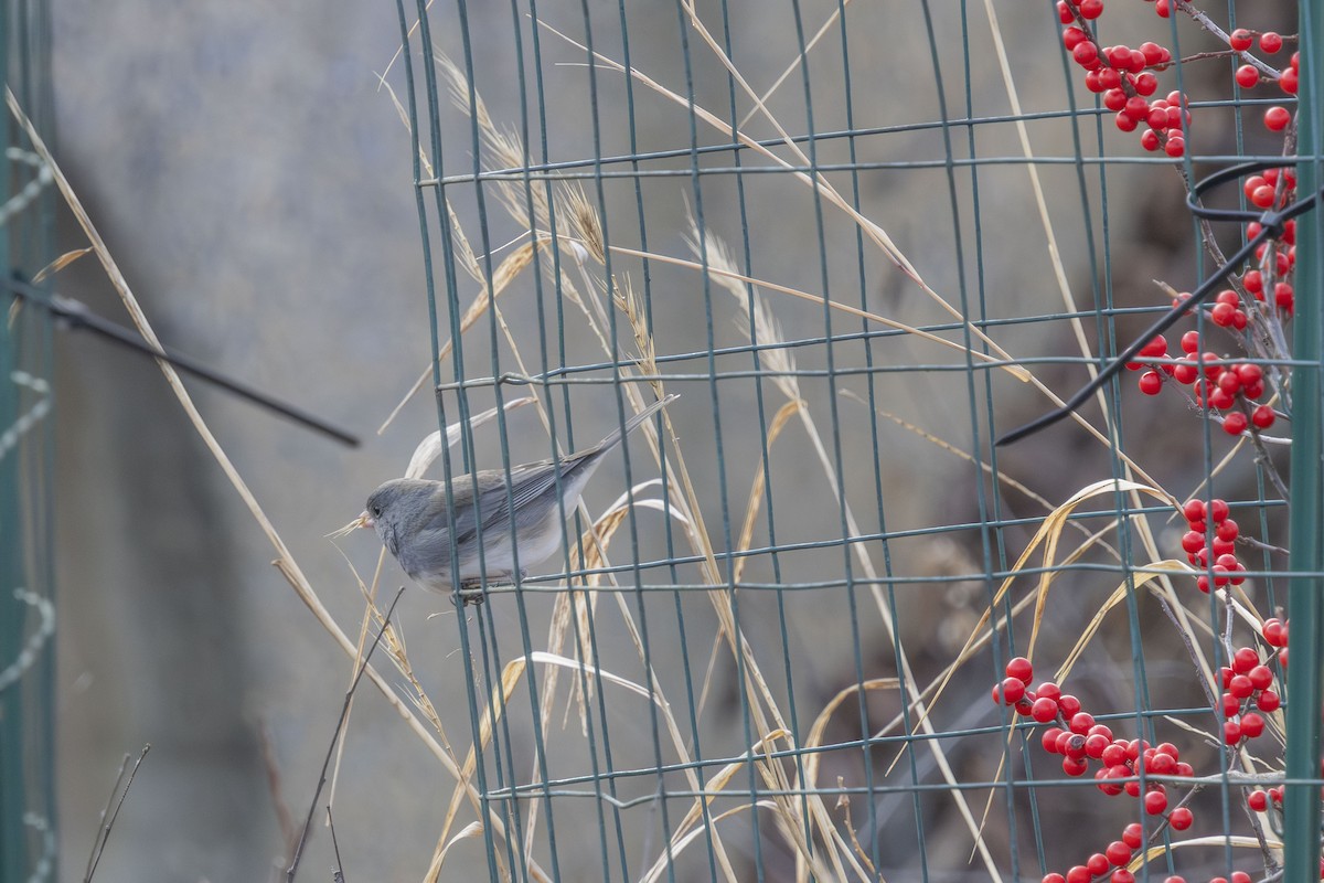 Dark-eyed Junco - ML646529857