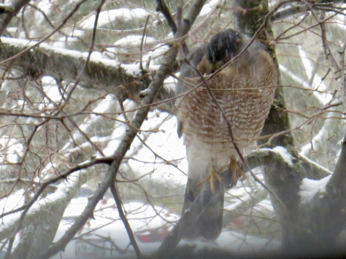 Cooper's Hawk - ML646529858
