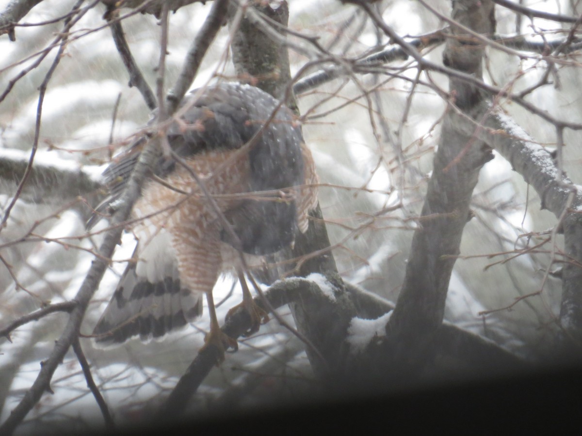 Cooper's Hawk - ML646529859