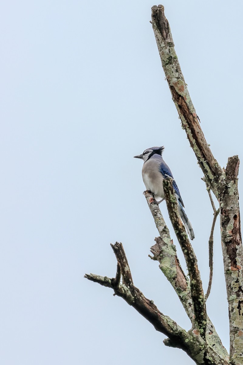 Blue Jay - ML646529860
