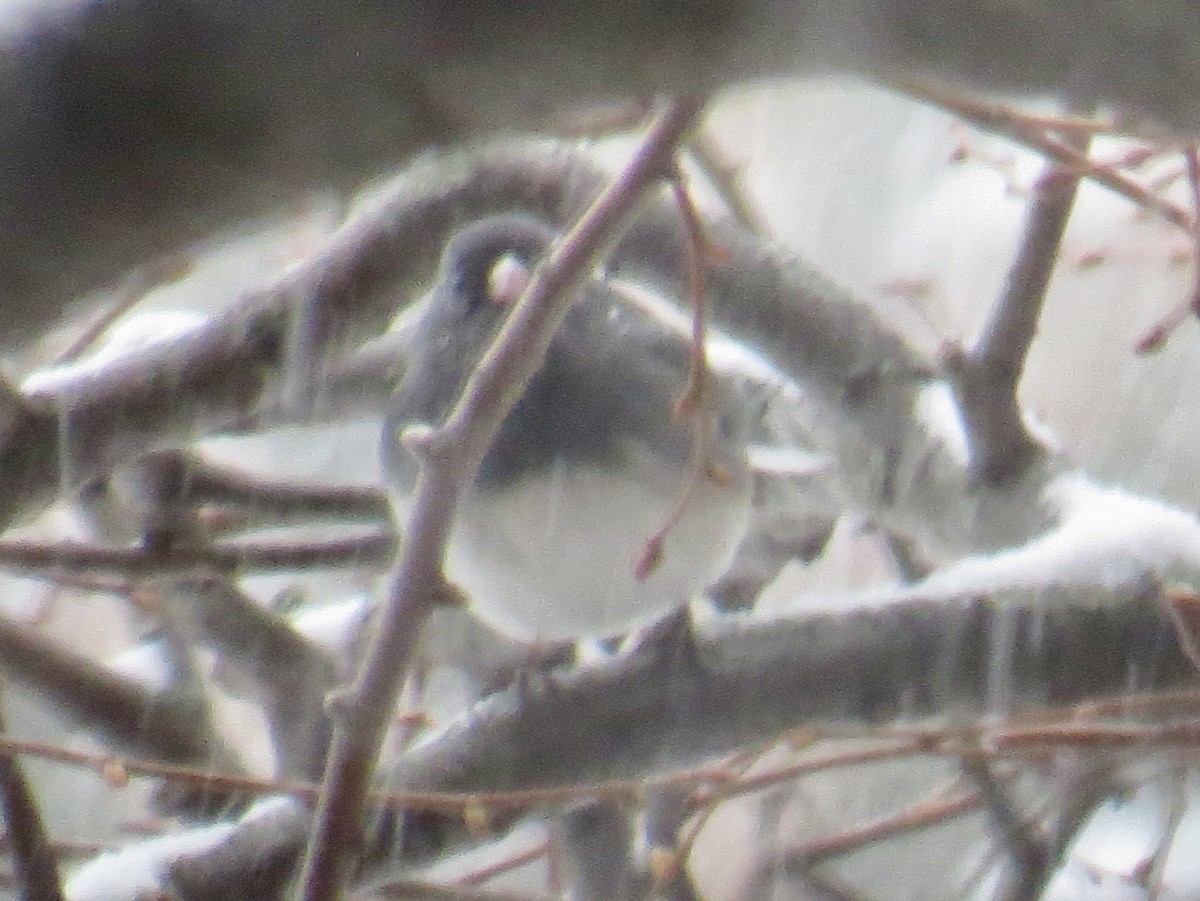 Dark-eyed Junco (Slate-colored) - ML646529861
