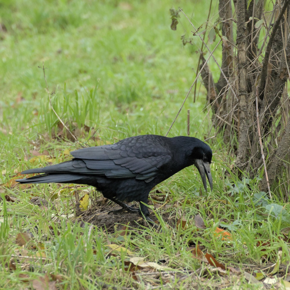 Ipar-belea - ML646529867