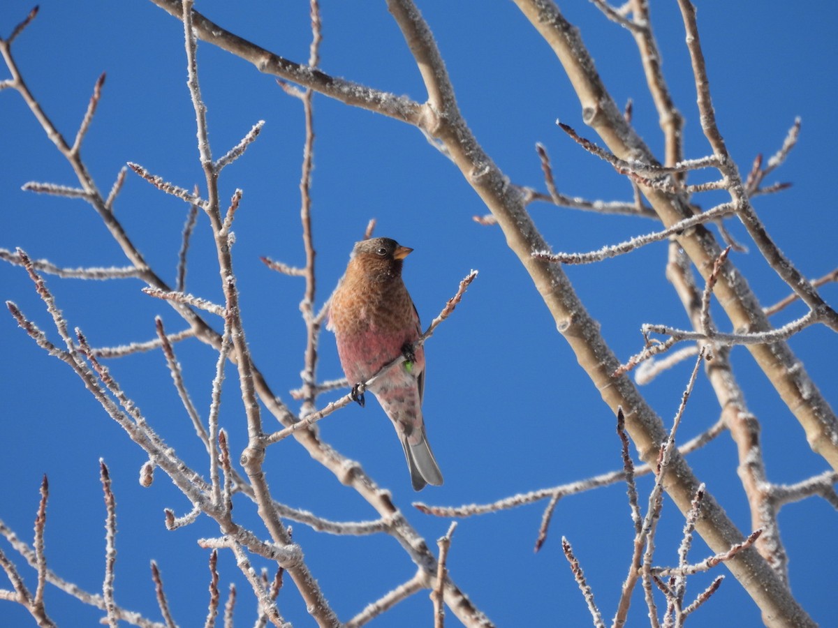 Brown-capped Rosy-Finch - ML646529868