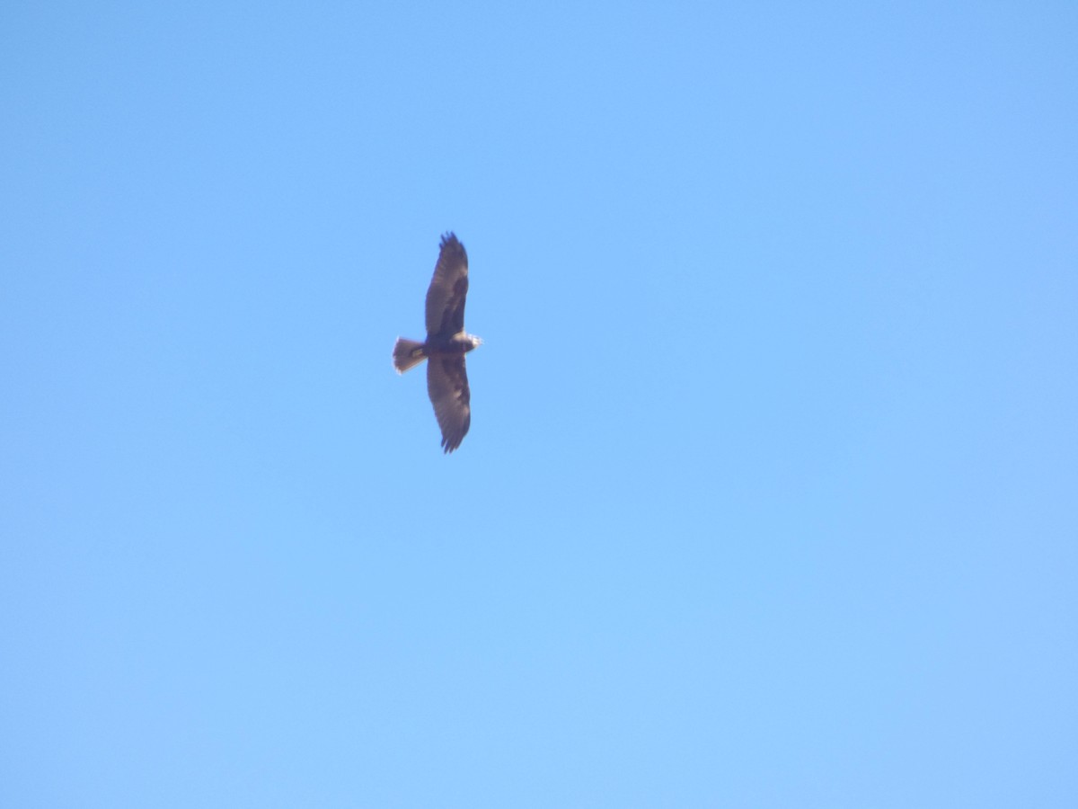 Western Marsh Harrier - ML646529871