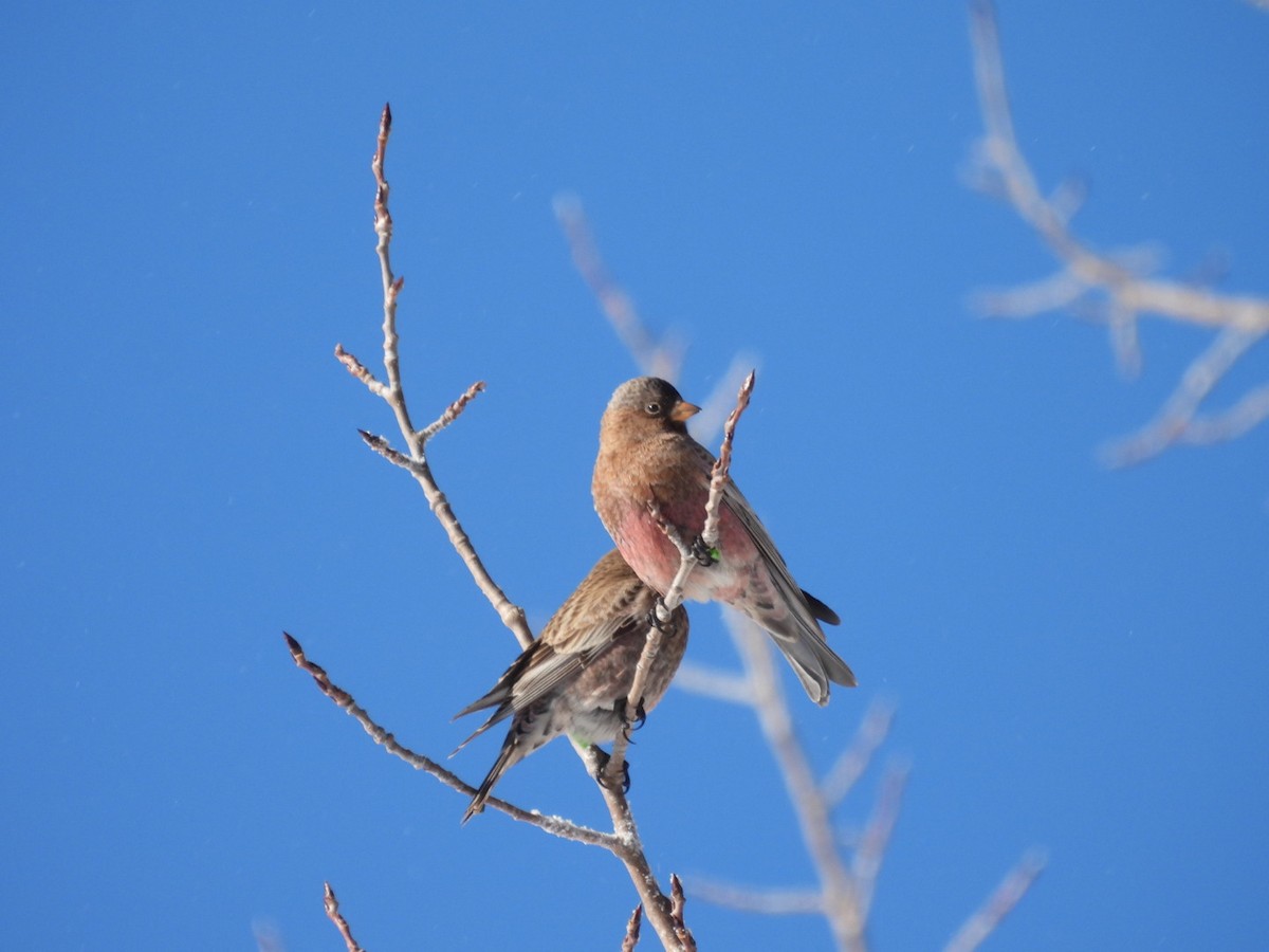 Brown-capped Rosy-Finch - ML646529875