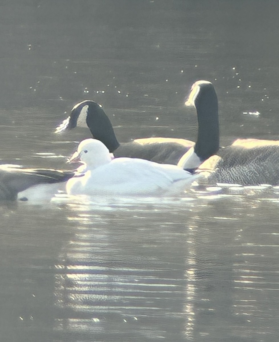 Ross's Goose - ML646529880