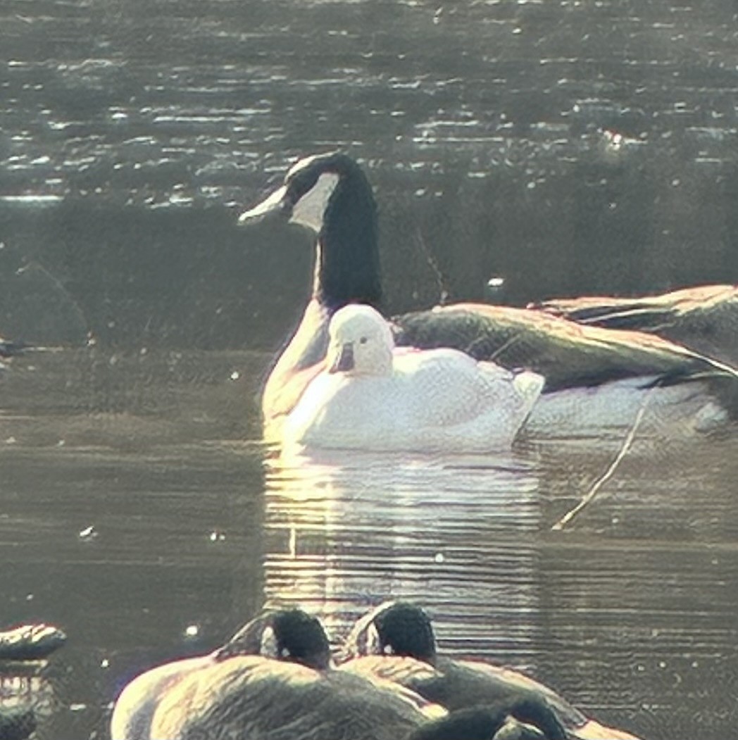 Ross's Goose - ML646529881