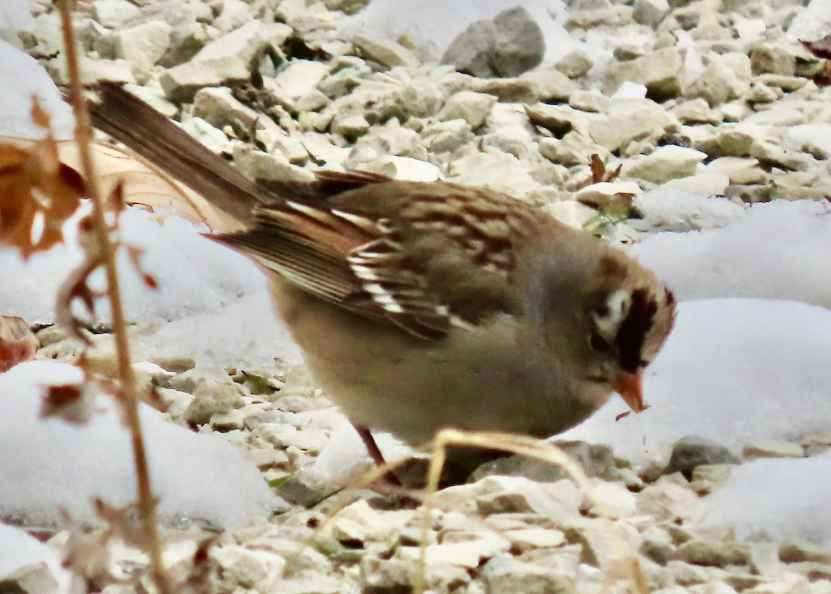 White-crowned Sparrow - ML646529883