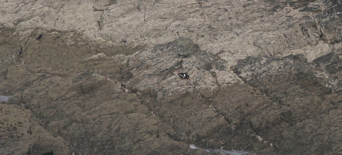 ústřičník velký - ML646529884