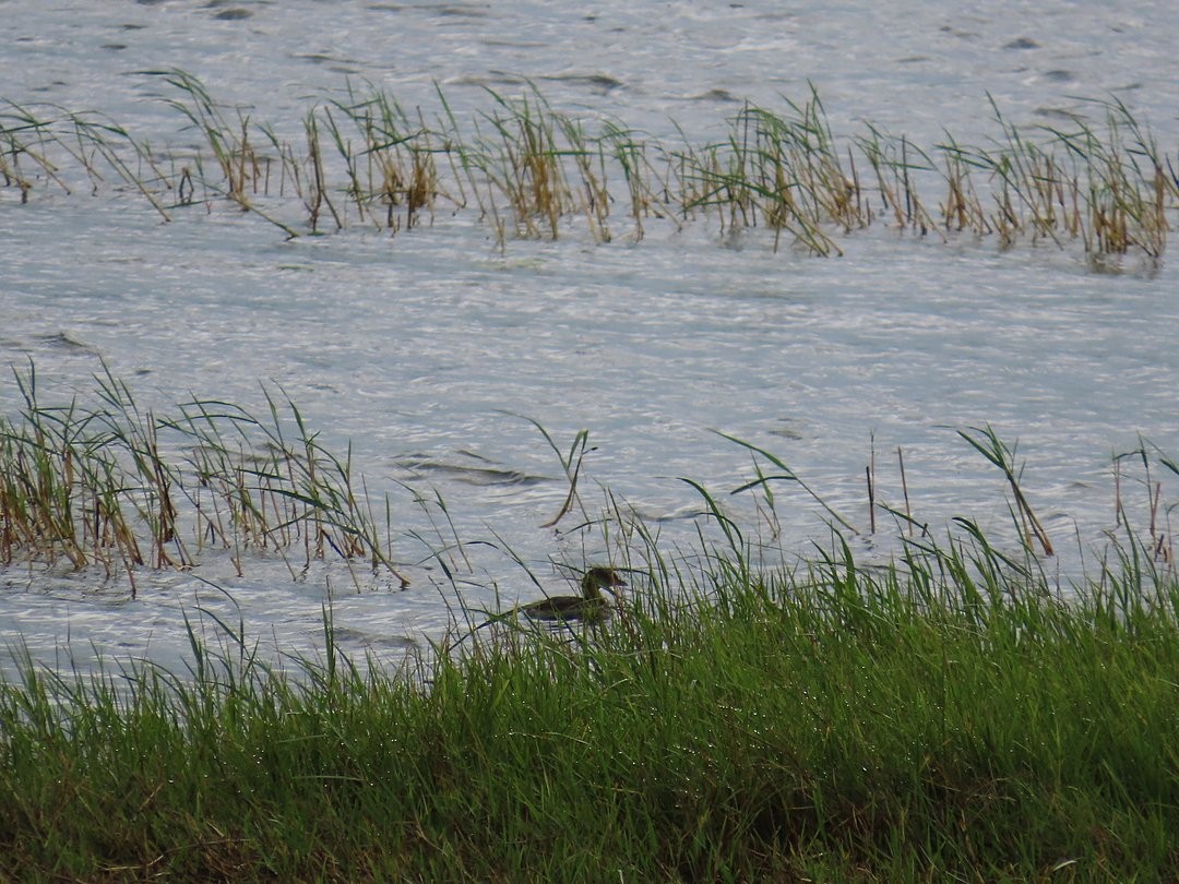 Least Grebe - ML646529885