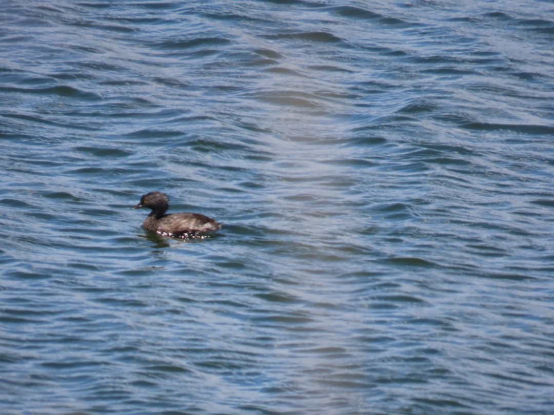 Least Grebe - ML646529886