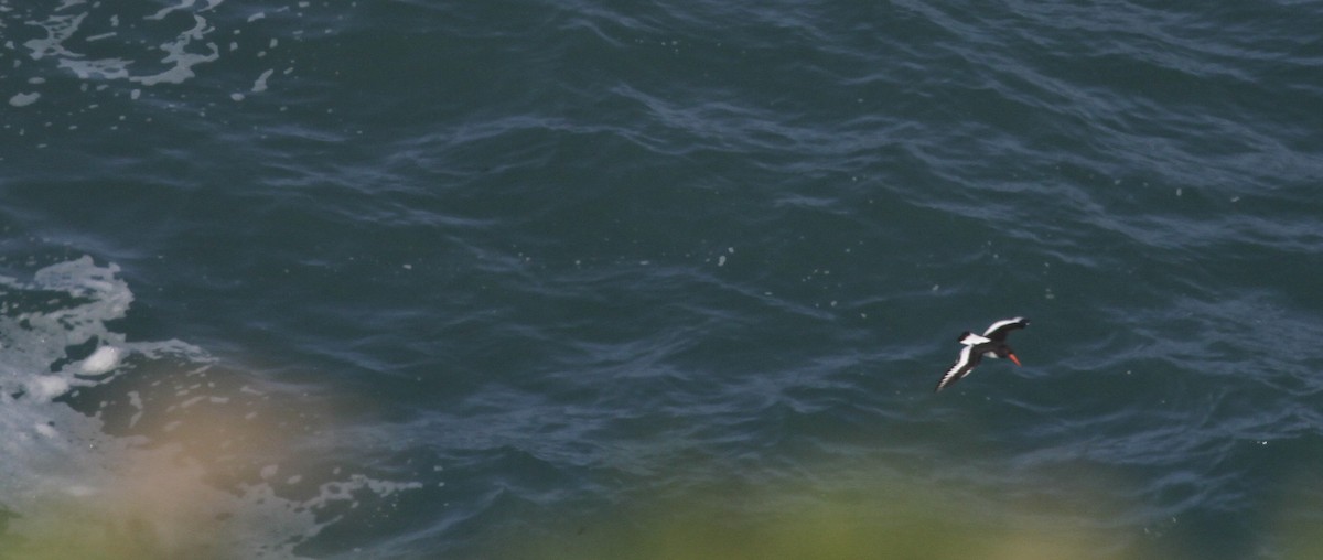 ústřičník velký - ML646529887