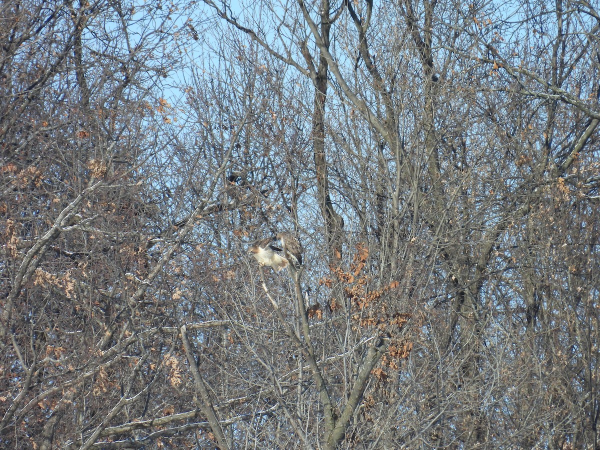 Red-tailed Hawk - ML646529888