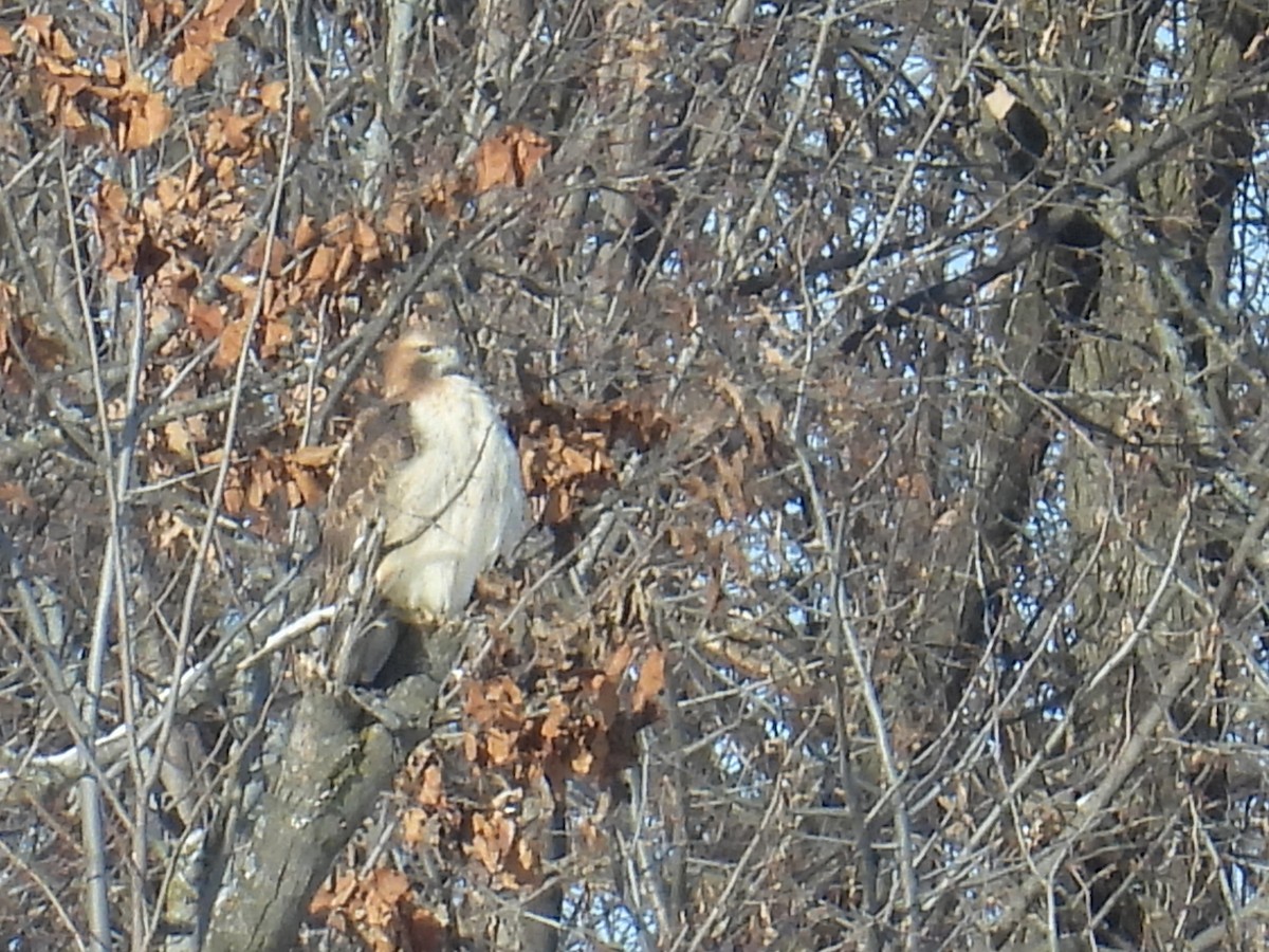 Red-tailed Hawk - ML646529889