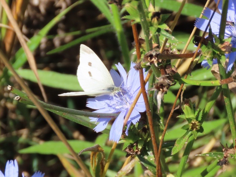 Animals - ML646529890