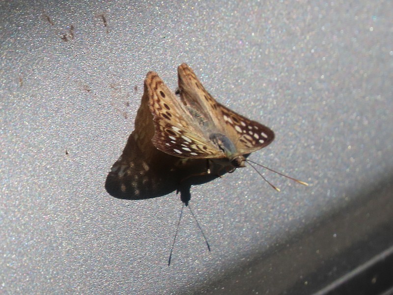 Animals - ML646529891