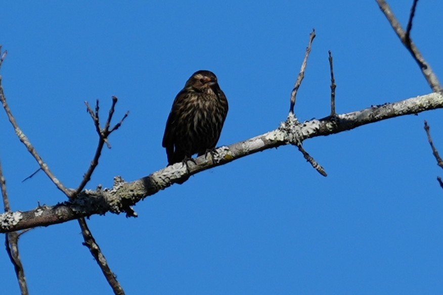 Red-winged Blackbird - ML646529892