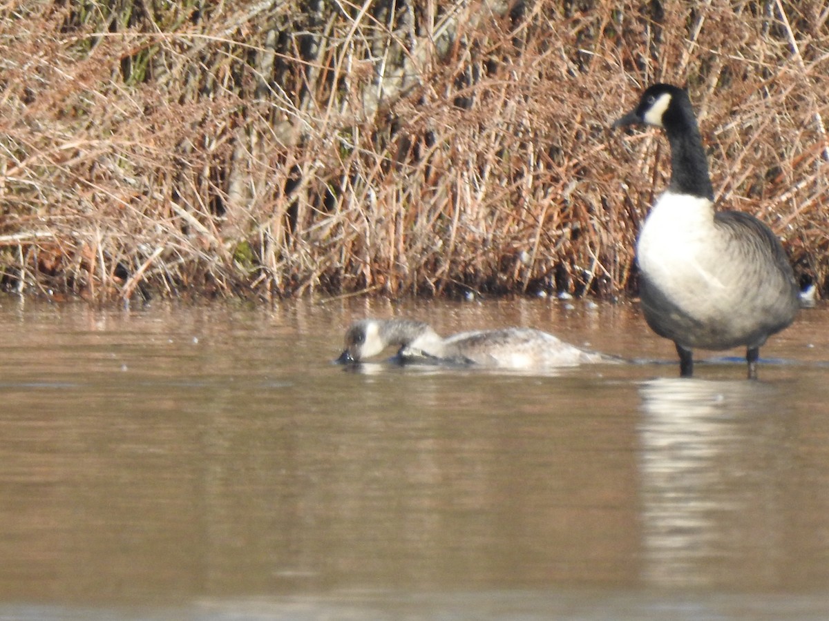 goose sp. - ML646529893