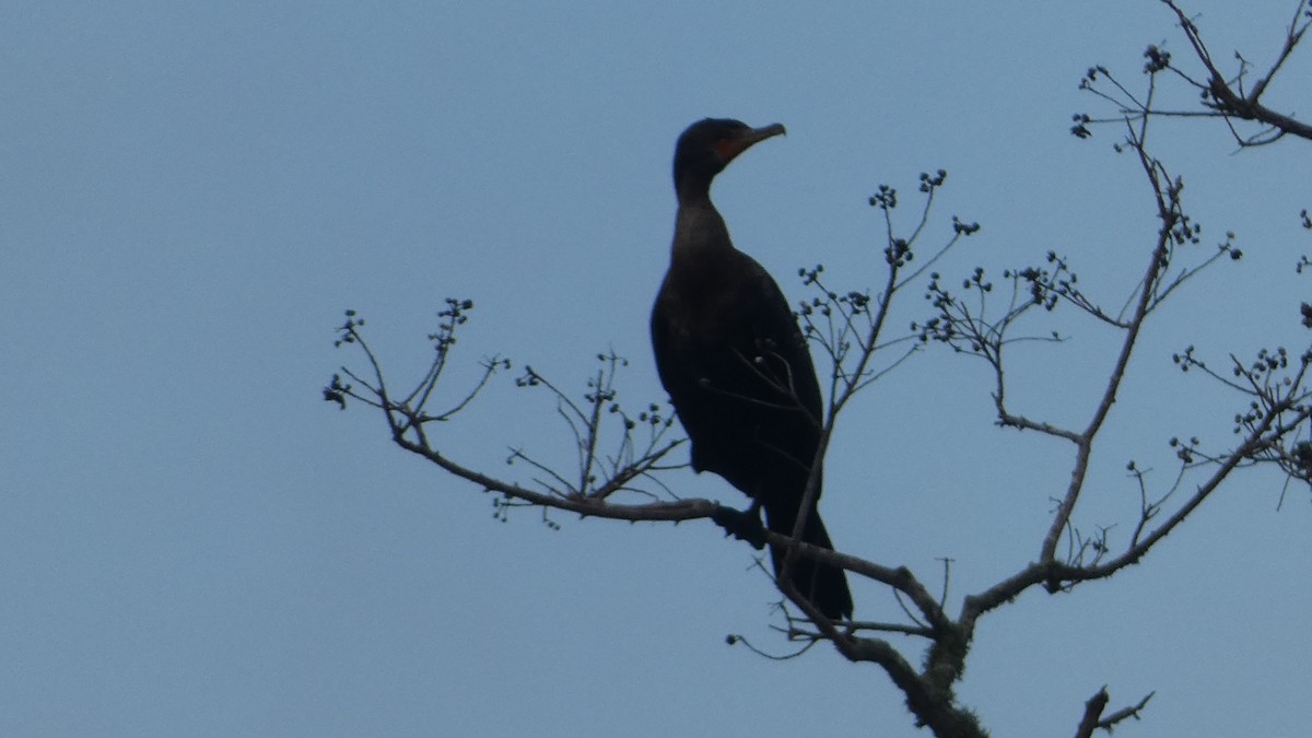 kormorán ušatý - ML646529894