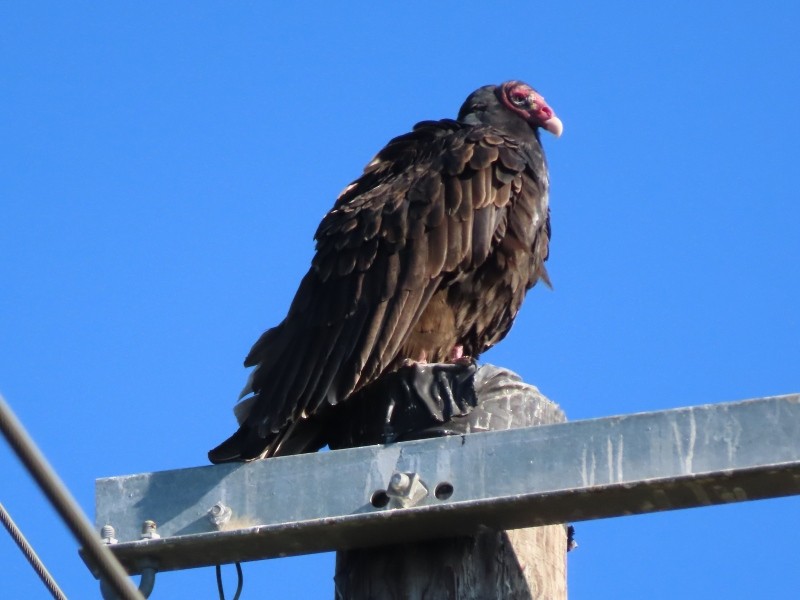 Turkey Vulture - ML646529895