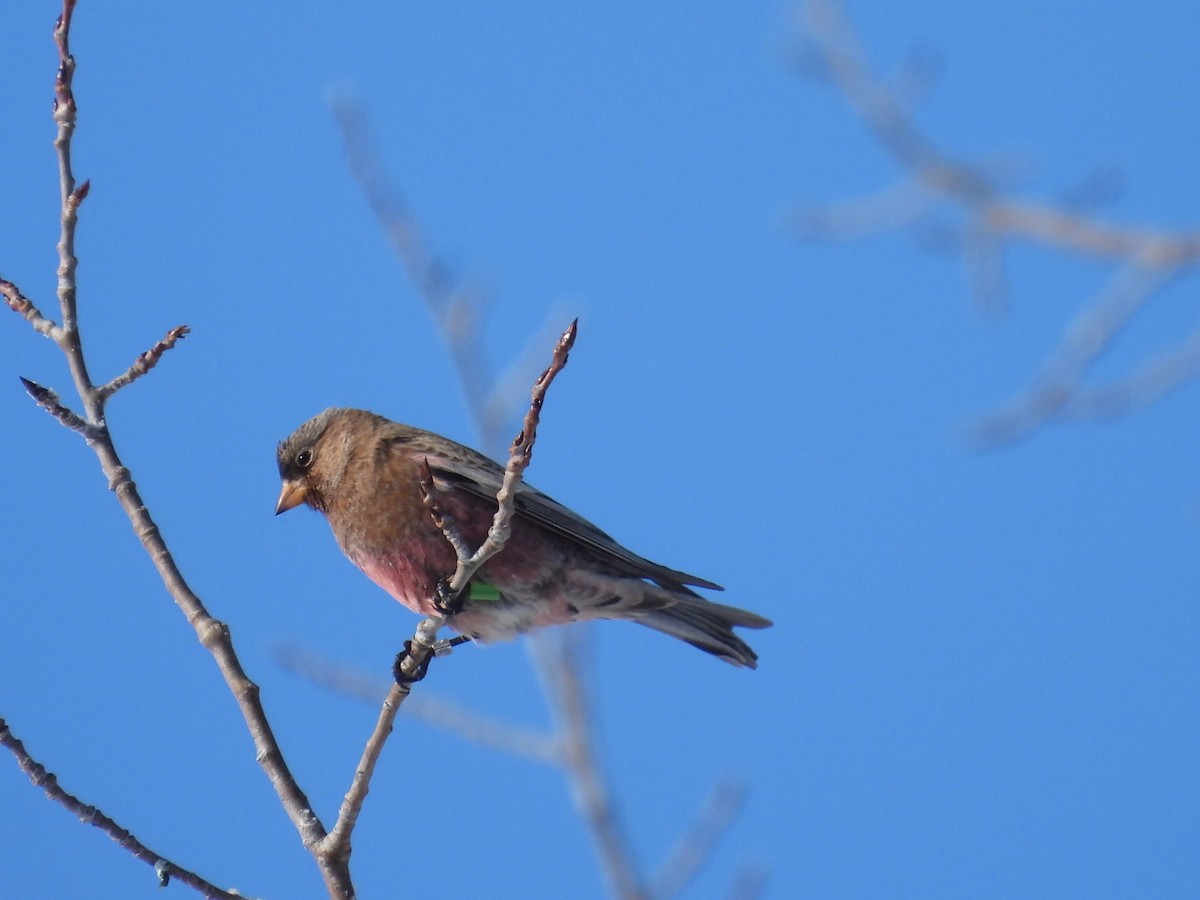 Brown-capped Rosy-Finch - ML646529896