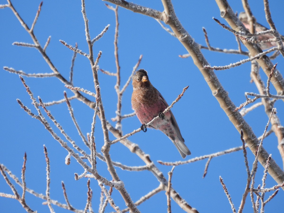 Brown-capped Rosy-Finch - ML646529902