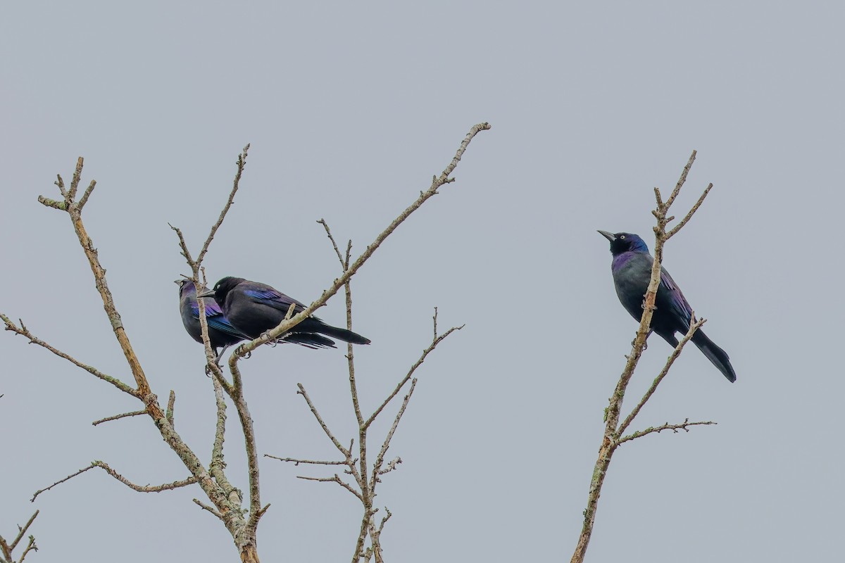 Common Grackle - ML646529903