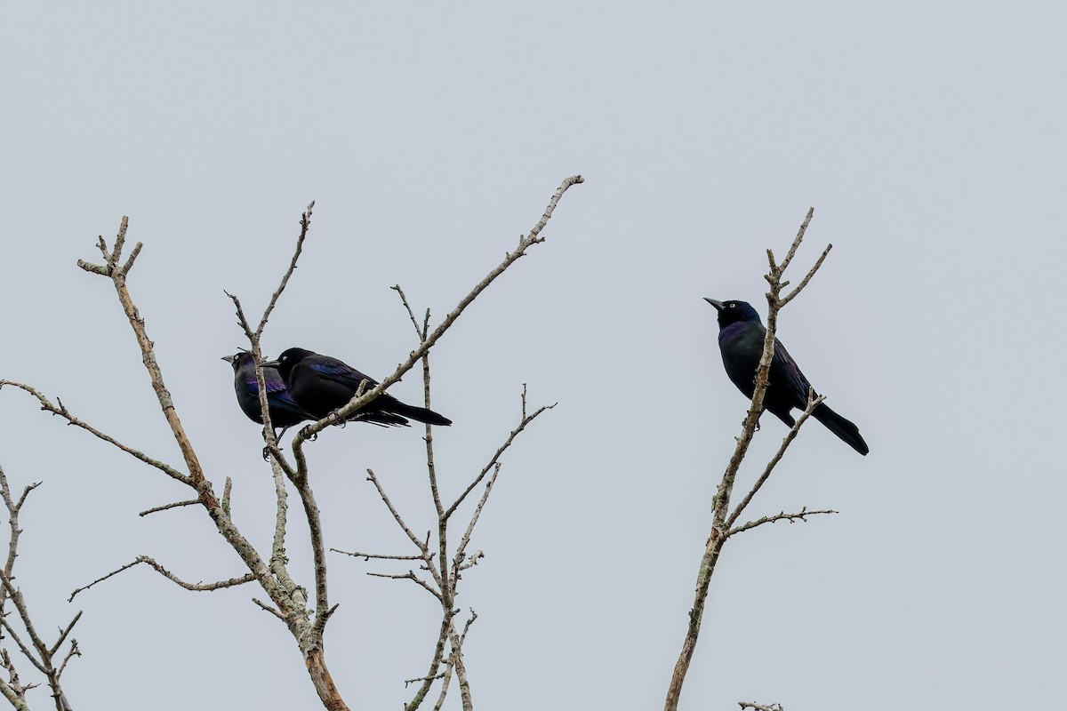 Common Grackle - ML646529904