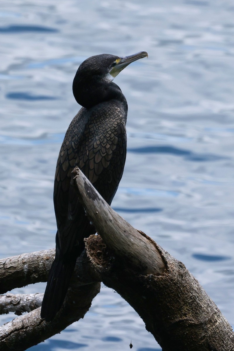 Kormoran - ML646529905