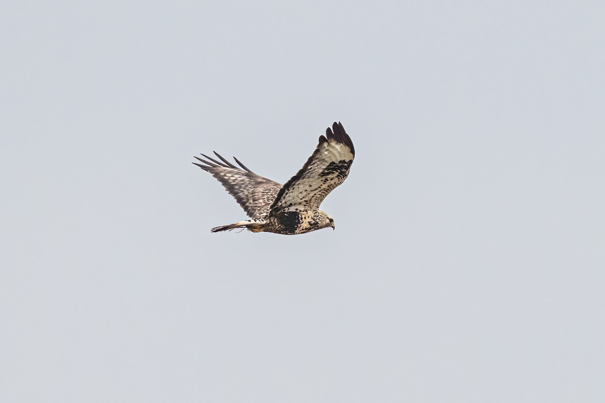 Rough-legged Hawk - ML646529912