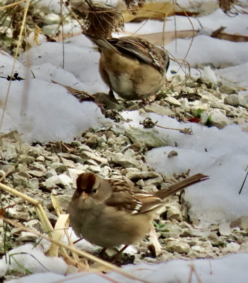 White-crowned Sparrow - ML646529913