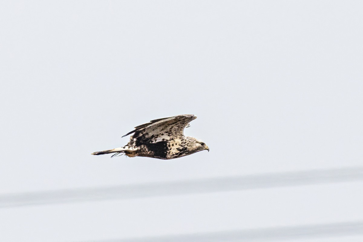 Rough-legged Hawk - ML646529914