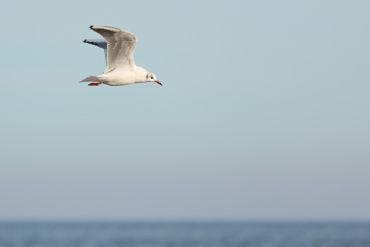 Gabbiano comune - ML646529915