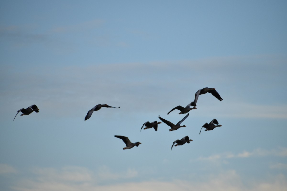 Бор галуу - ML646529916