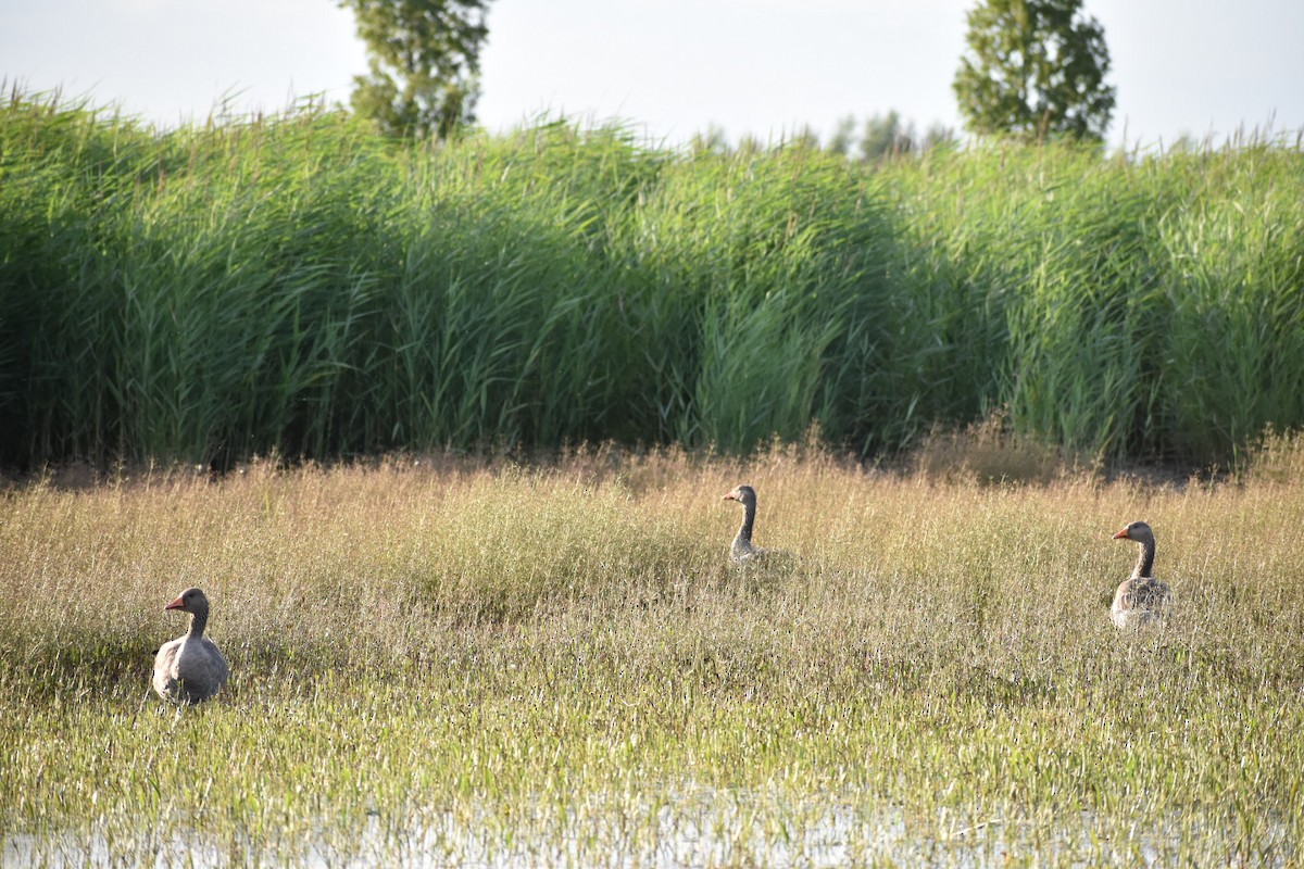 Бор галуу - ML646529917