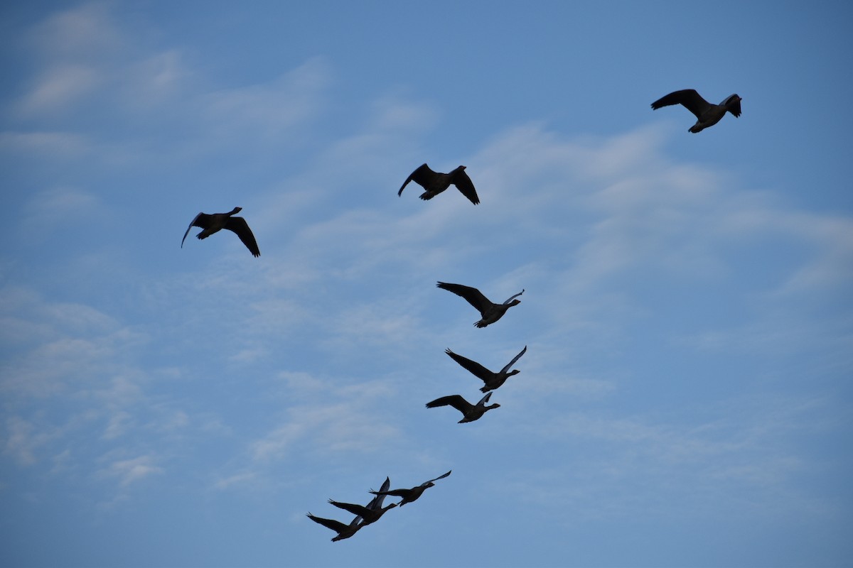 Бор галуу - ML646529918