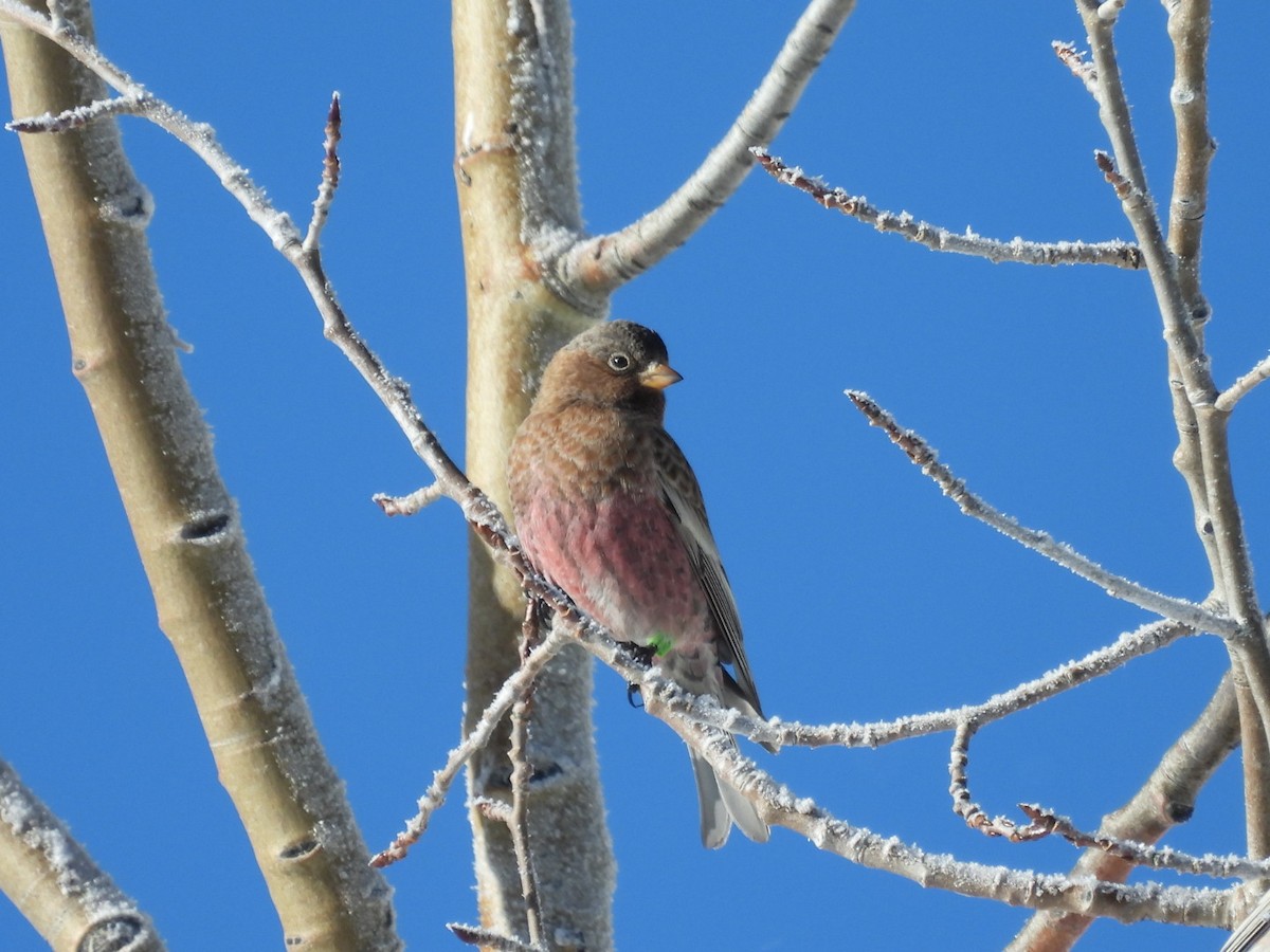 Roselin à tête brune - ML646529930