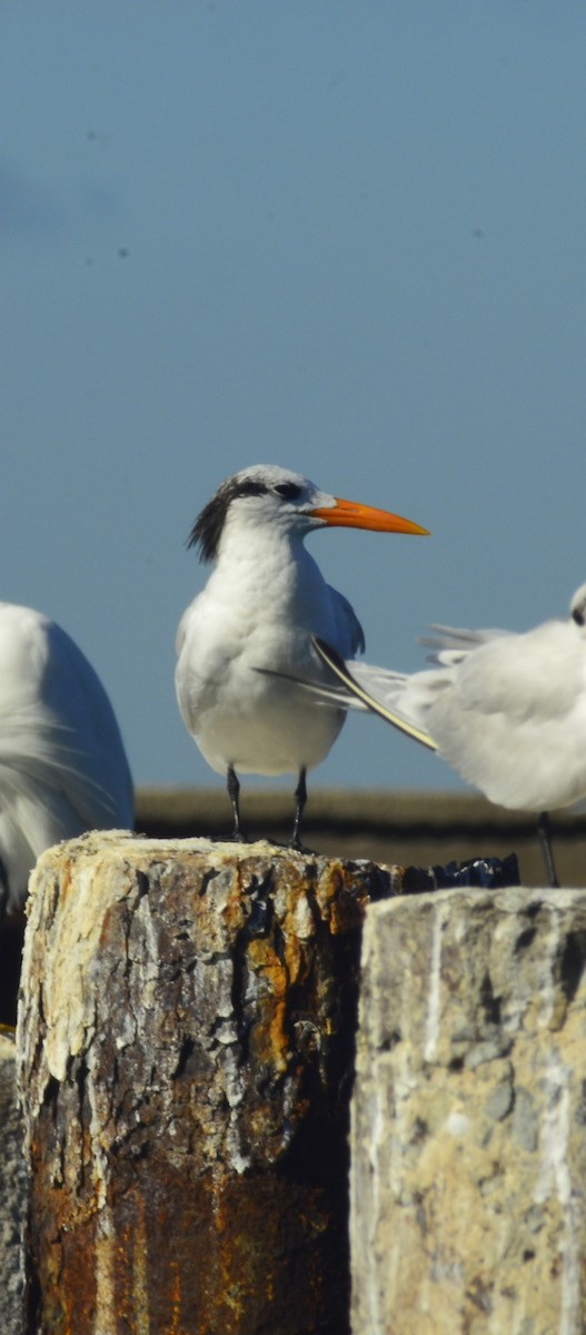 Sterne royale - ML646529931