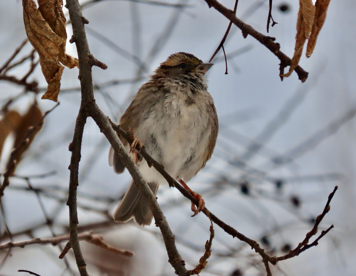 Bruant à gorge blanche - ML646529932