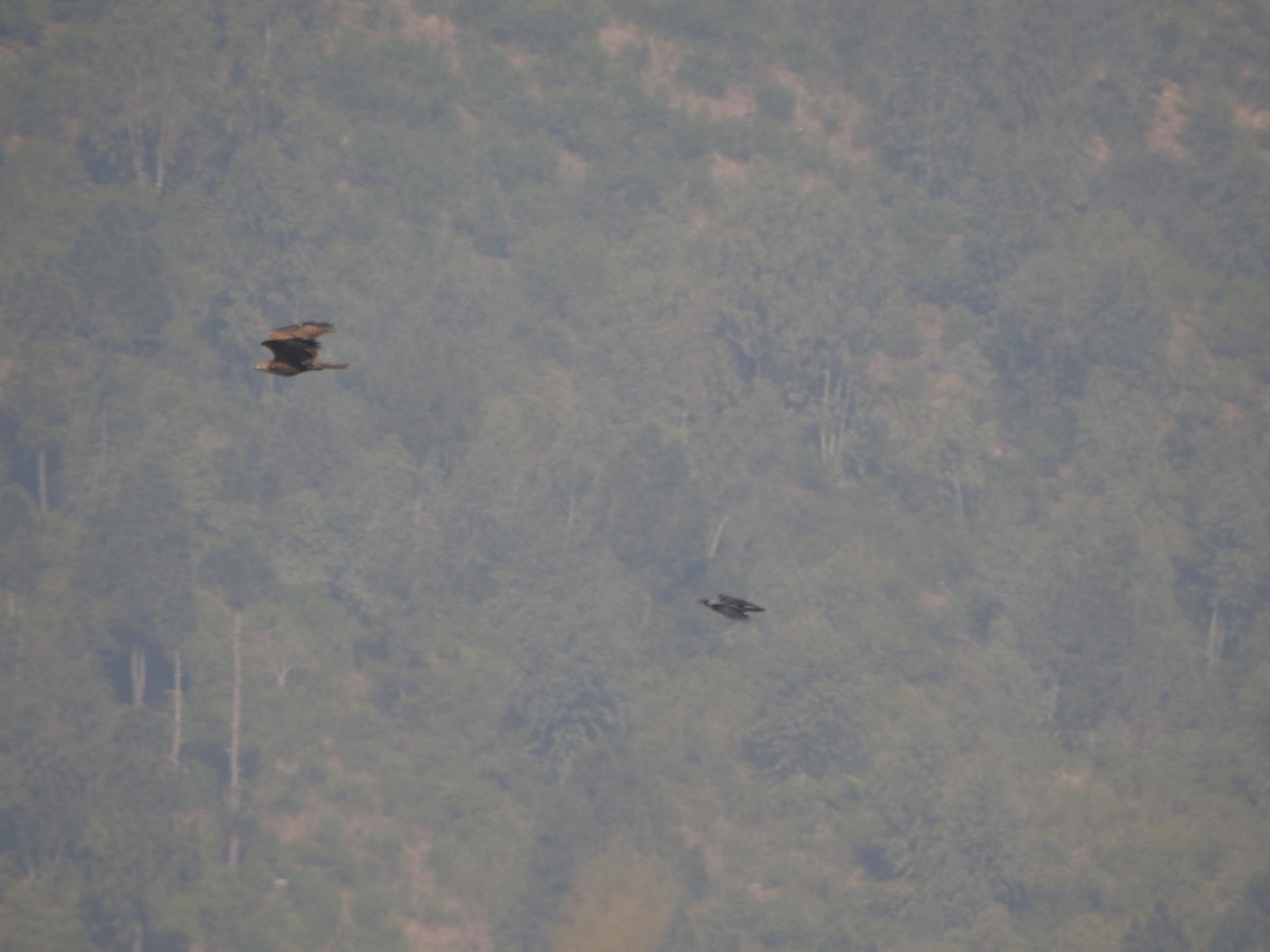 Buse féroce - ML646529934