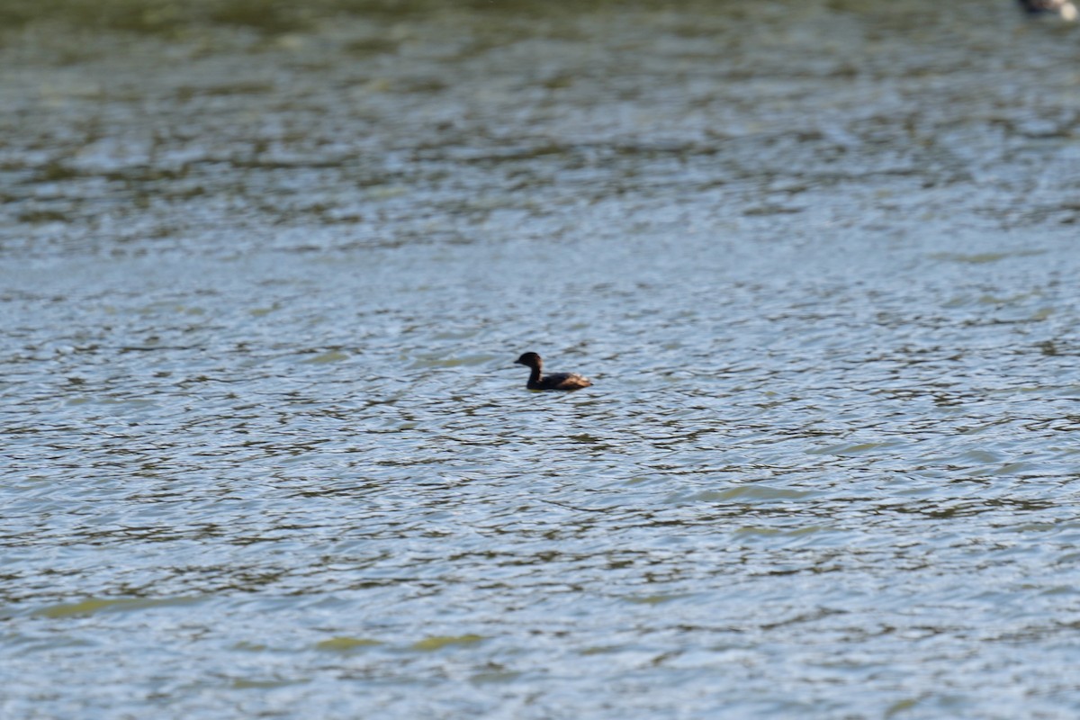 Grèbe à bec bigarré - ML646529935