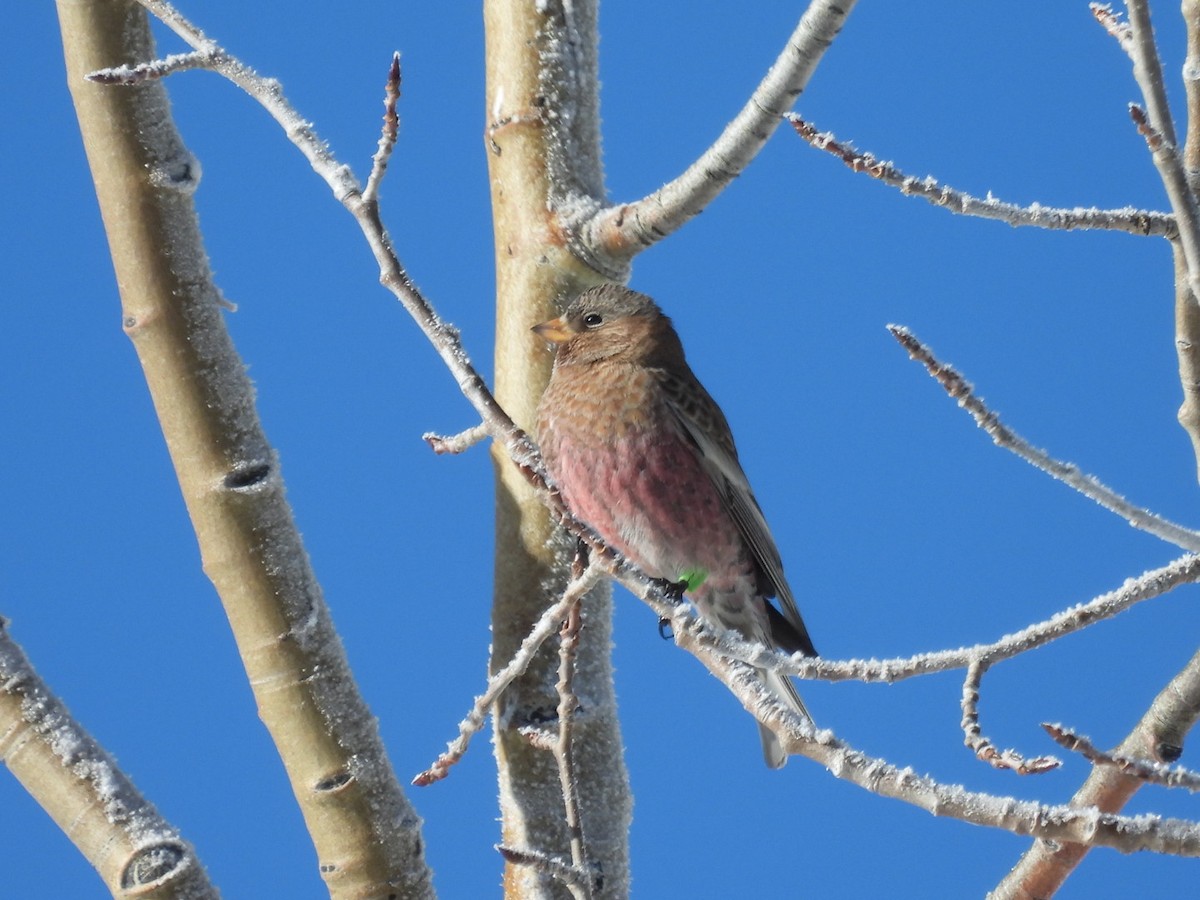 Roselin à tête brune - ML646529936