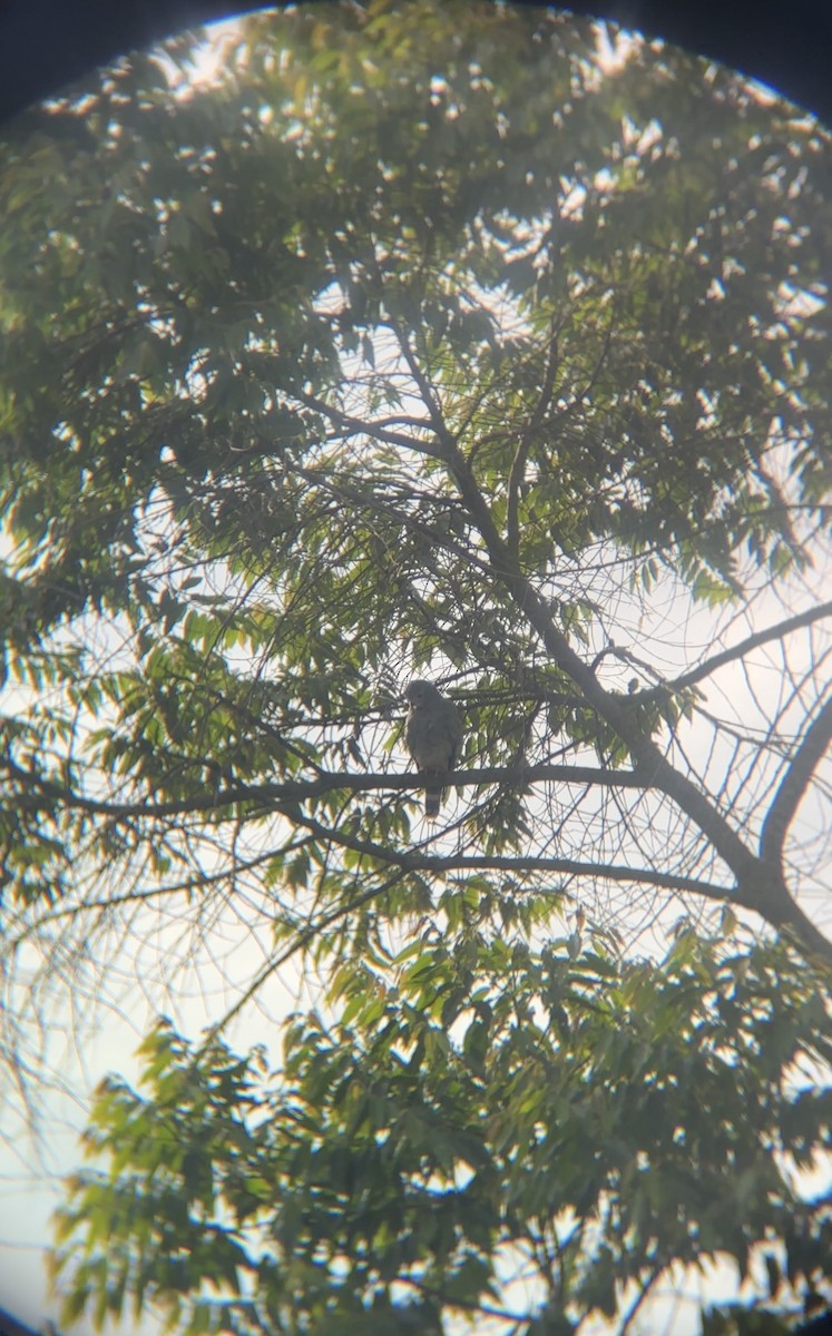 Autour unibande - ML646529937