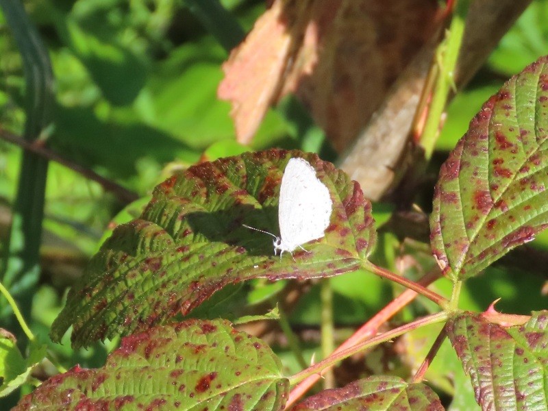 Animals - ML646529938