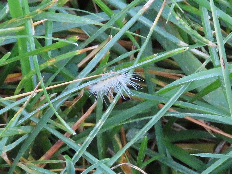 Animals - ML646529939